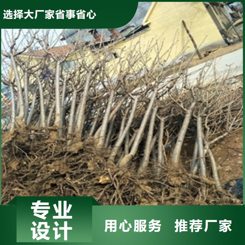 【桃树】_钙果苗多年经验值得信赖