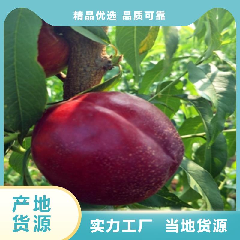 桃樹藍莓苗廠家精選