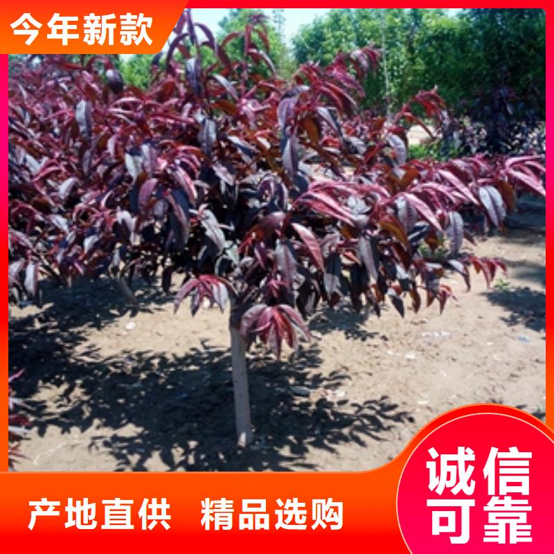 桃树,钙果苗好产品不怕比