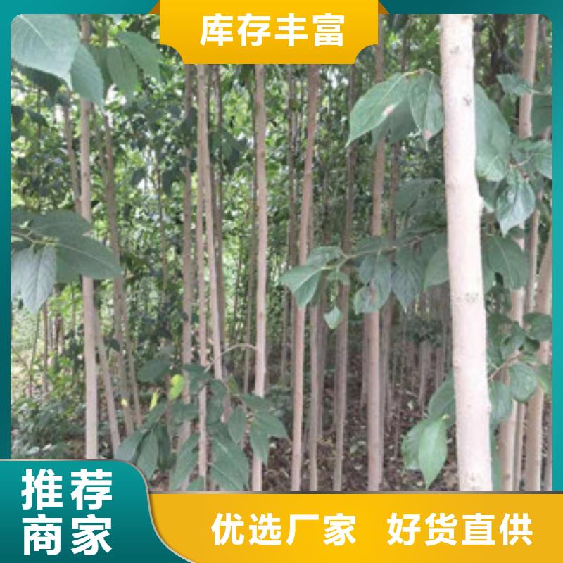 通许|杞县|新乡|南阳|三门峡|周口【 杜仲蓝莓苗专业生产品质保证】-正家园艺场(开封市分公司)