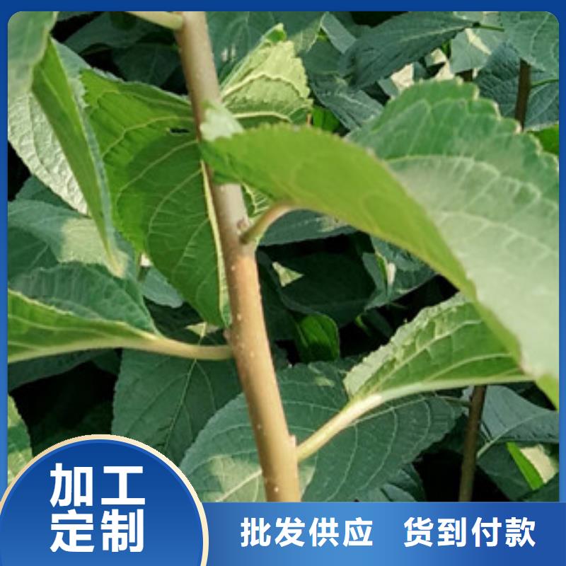 通许|杞县|新乡|南阳|三门峡|周口【 杜仲蓝莓苗专业生产品质保证】-正家园艺场(开封市分公司)