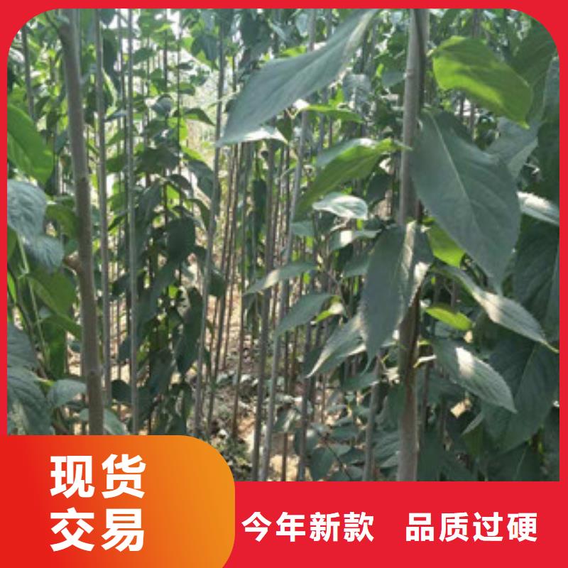 通许|杞县|新乡|南阳|三门峡|周口【 杜仲蓝莓苗专业生产品质保证】-正家园艺场(开封市分公司)