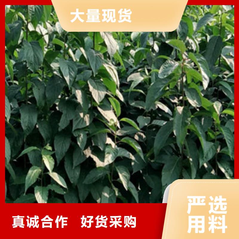 通许|杞县|新乡|南阳|三门峡|周口【 杜仲蓝莓苗专业生产品质保证】-正家园艺场(开封市分公司)