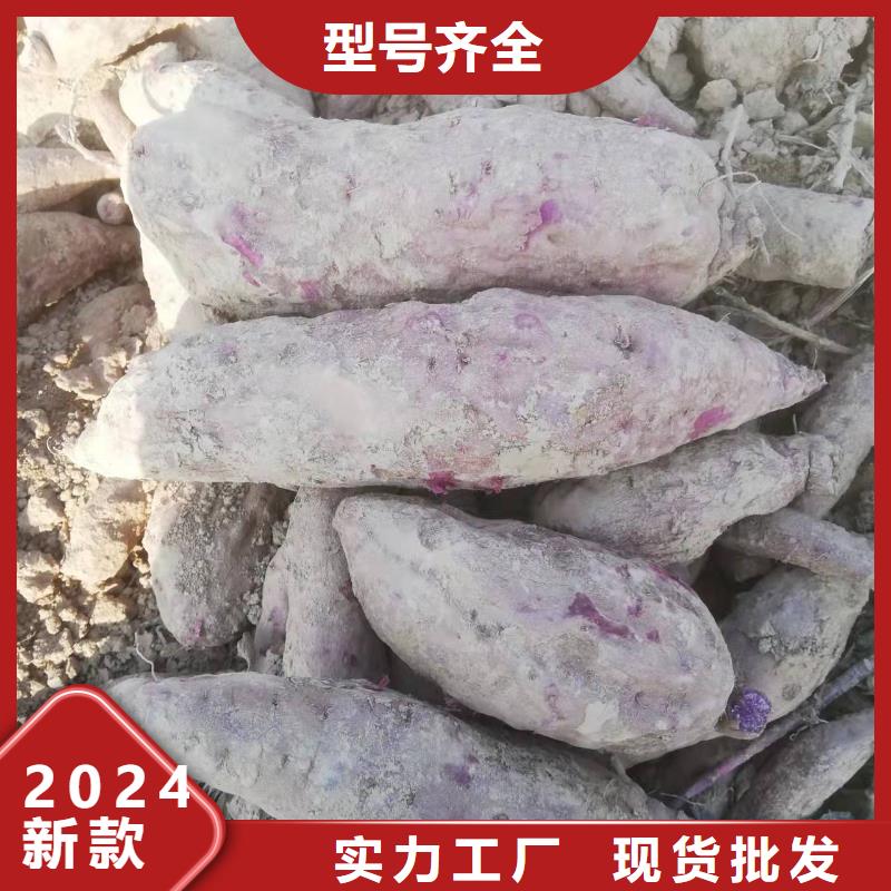 紫薯苗紅薯粉多種優勢放心選擇