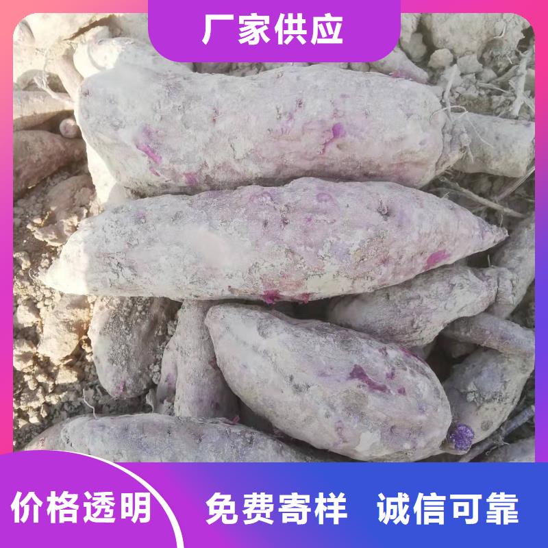 紫薯苗南瓜丁廠家實力工廠
