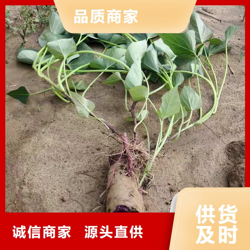 紫薯苗_紫薯粉豐富的行業(yè)經(jīng)驗