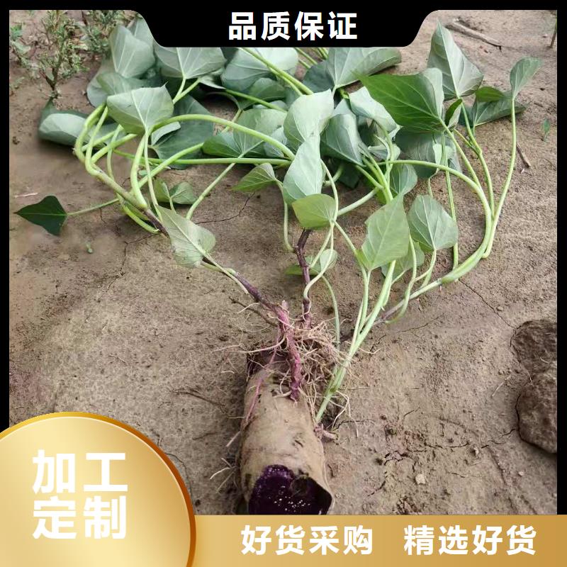 紫薯苗【紫薯粉】源頭廠家