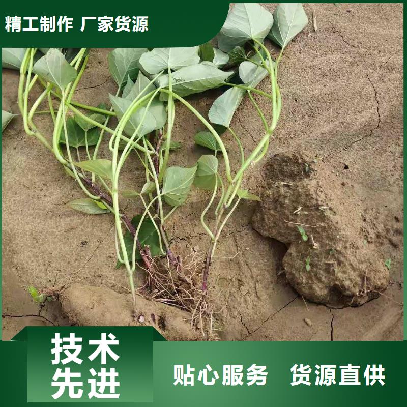 紫薯苗,羽衣甘藍粉講信譽保質量