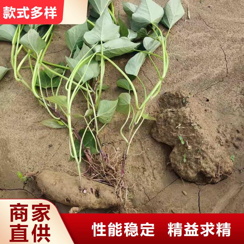 【紫薯苗】羽衣甘藍粉現貨齊全售后無憂