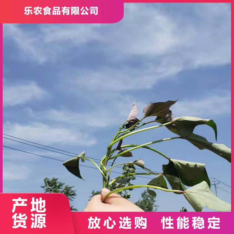 【紫薯苗紫薯粉信譽(yù)有保證】