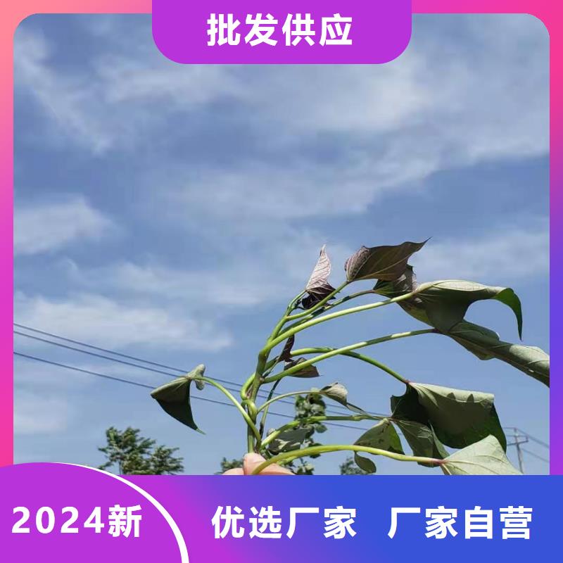 紫薯苗-羽衣甘藍粉售后無憂