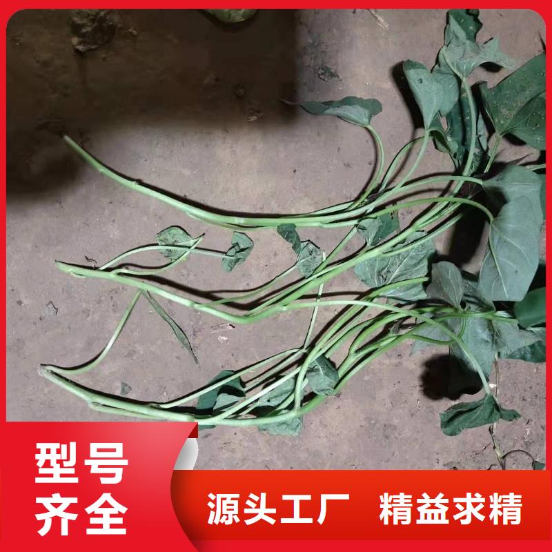 【紫薯苗】羽衣甘藍粉現貨齊全售后無憂