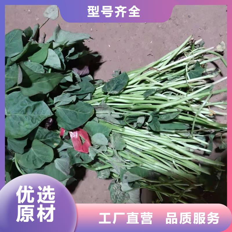紫薯苗,羽衣甘藍粉講信譽保質(zhì)量
