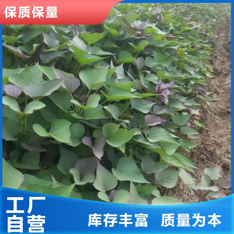 紫薯苗,羽衣甘藍粉講信譽保質量