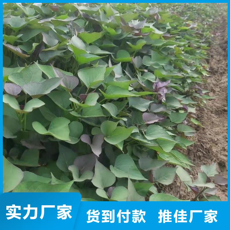 【紫薯苗】羽衣甘藍粉現貨齊全售后無憂