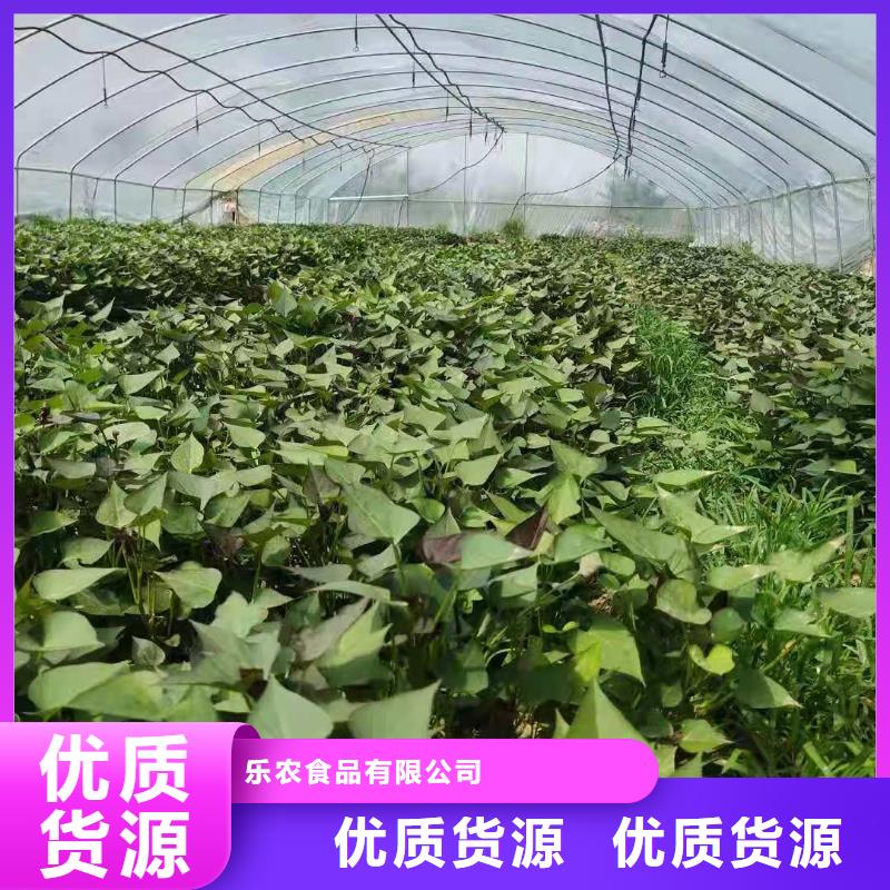 紫薯苗紅薯粉多種優勢放心選擇