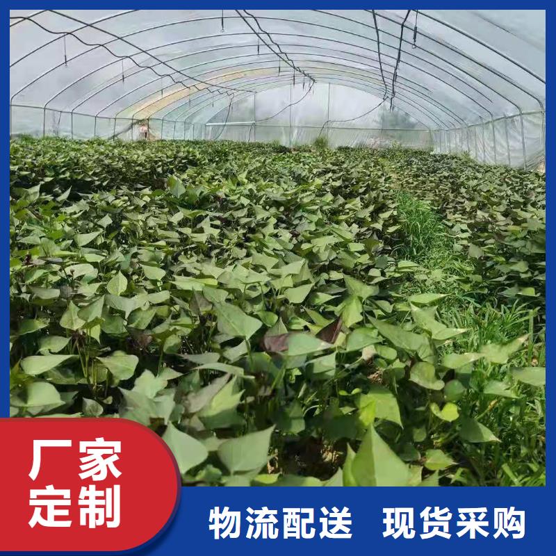 紫薯苗南瓜丁廠家實力工廠