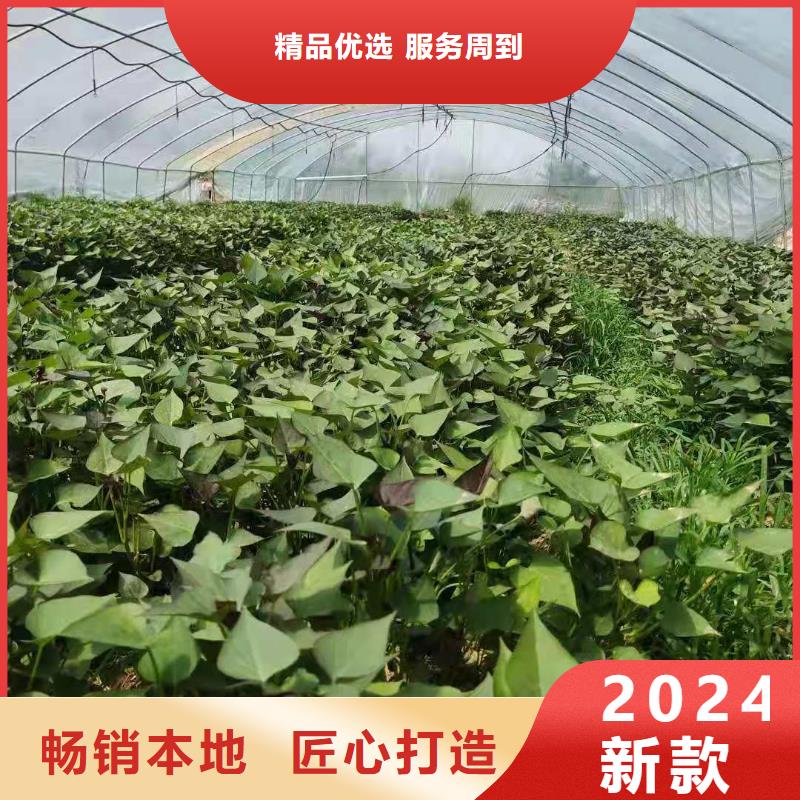 紫薯苗紅薯粉多種優勢放心選擇