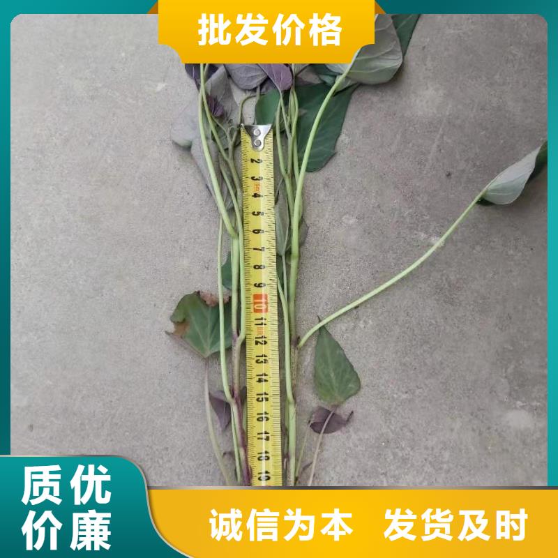 【紫薯苗】羽衣甘藍粉現貨齊全售后無憂