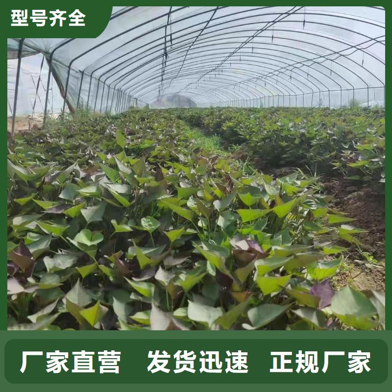 紫薯苗,羽衣甘藍粉講信譽保質(zhì)量