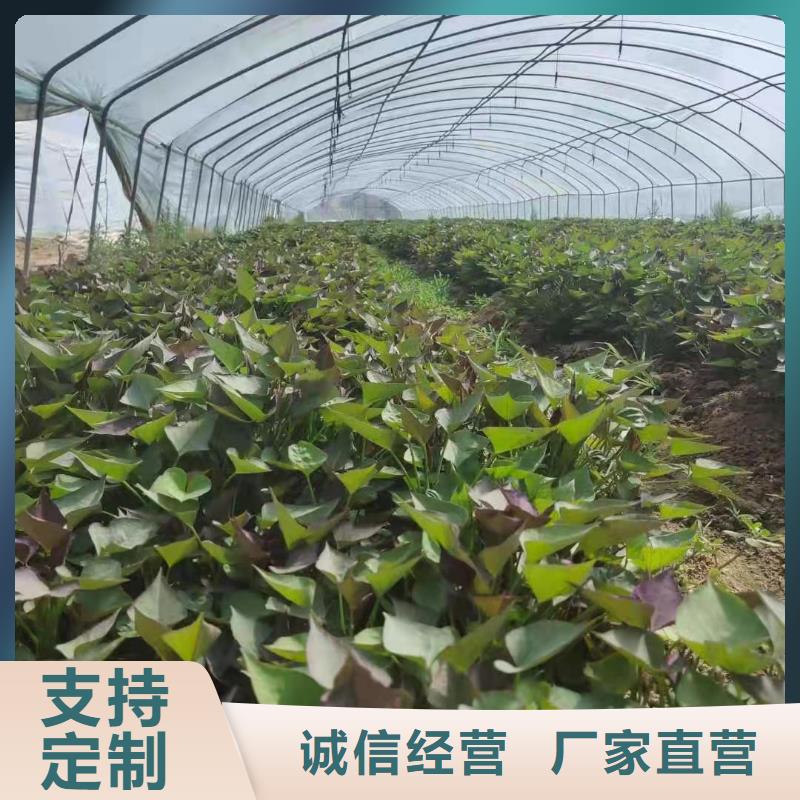 紫薯苗【紫薯雪花片】規格齊全實力廠家