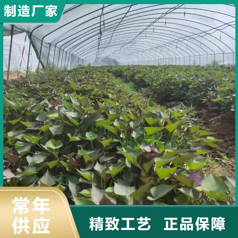 紫薯苗,羽衣甘藍(lán)粉講信譽保質(zhì)量