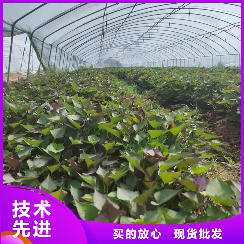 紫薯苗,羽衣甘藍粉講信譽保質量
