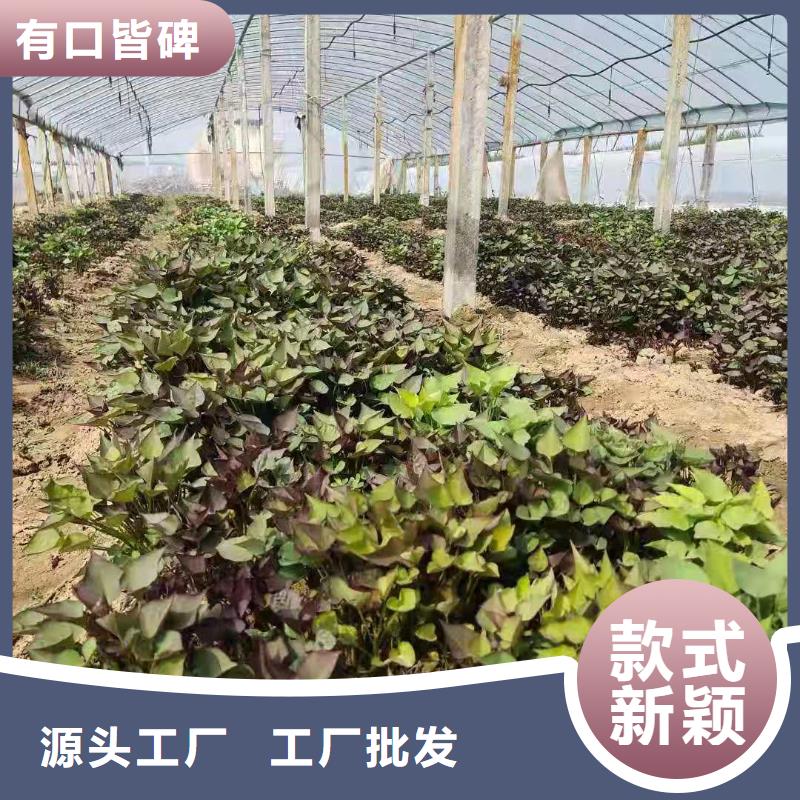 紫薯苗羽衣甘藍粉保質保量
