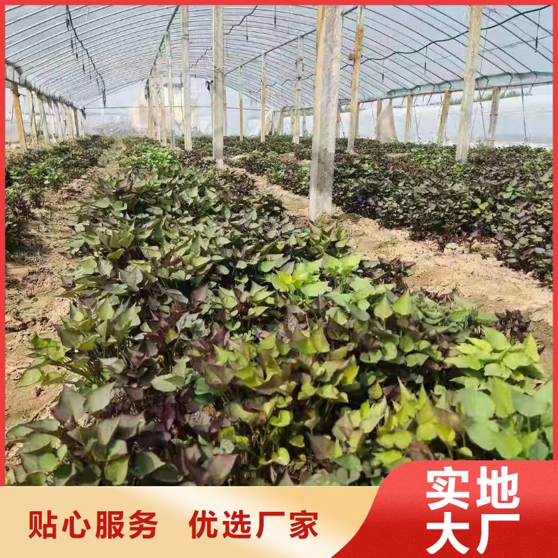 紫薯苗【紫薯粉】源頭廠家