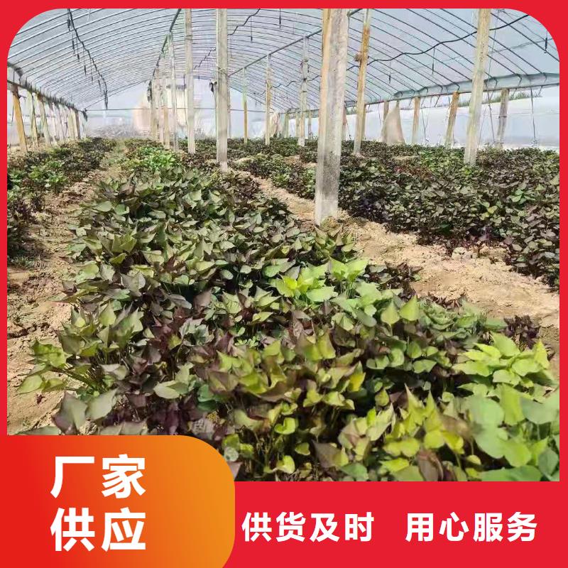 紫薯苗【紫薯雪花片】規格齊全實力廠家