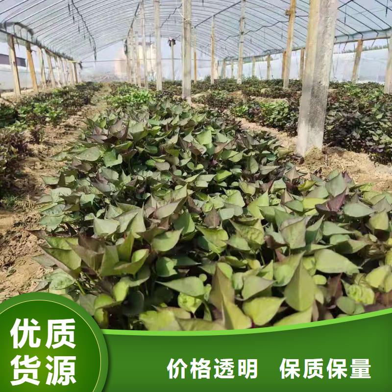 【紫薯苗】羽衣甘藍粉現貨齊全售后無憂