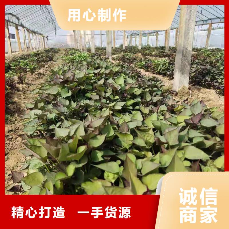 【紫薯苗】羽衣甘藍粉現貨齊全售后無憂