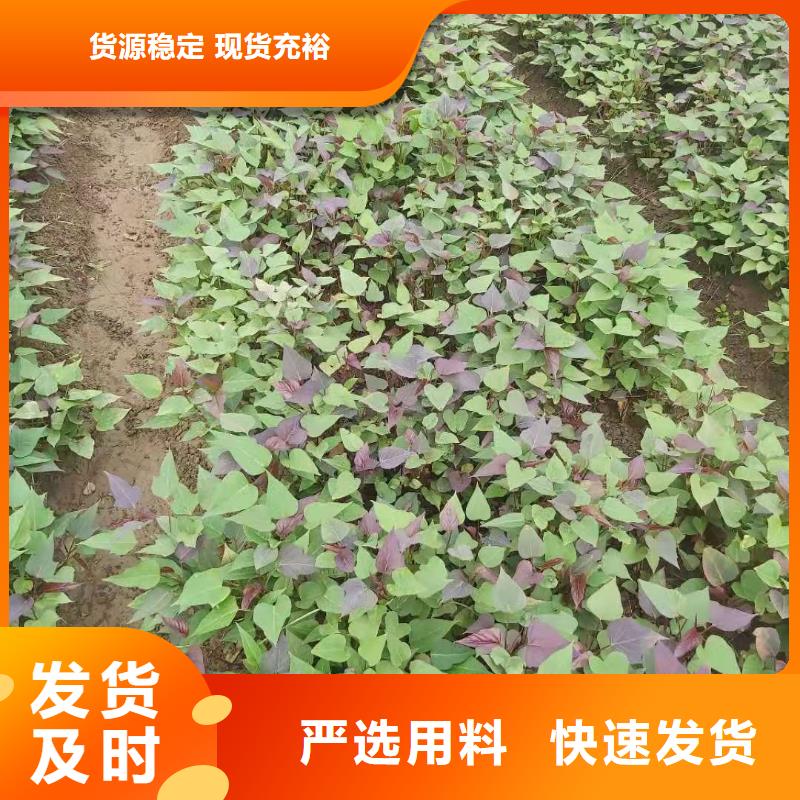 紫薯苗_紫薯粉豐富的行業(yè)經(jīng)驗