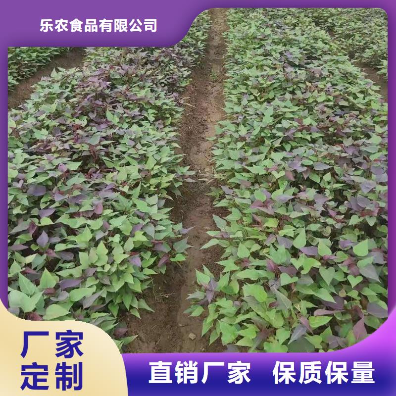 紫薯苗羽衣甘藍粉保質保量