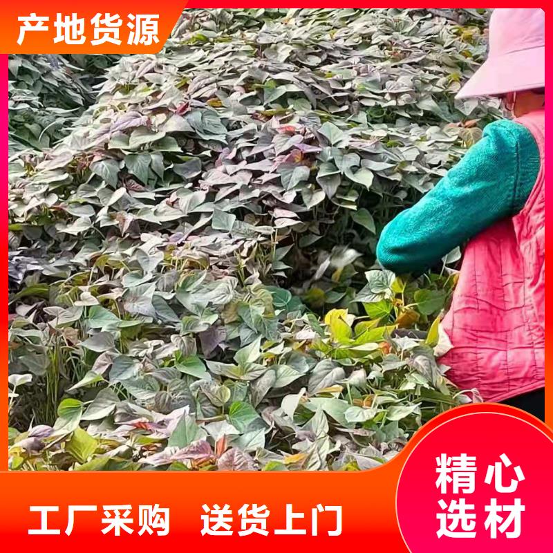 紫薯苗羽衣甘藍粉保質保量