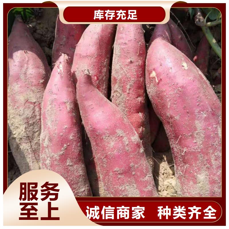 紫薯苗,羽衣甘藍粉講信譽保質量