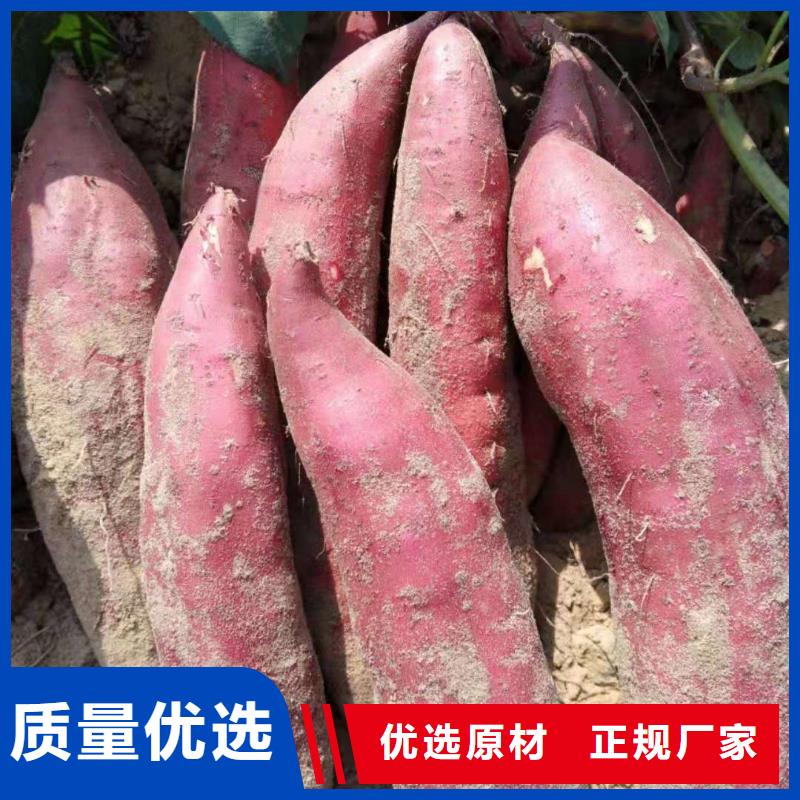 【紫薯苗紫薯粉信譽(yù)有保證】