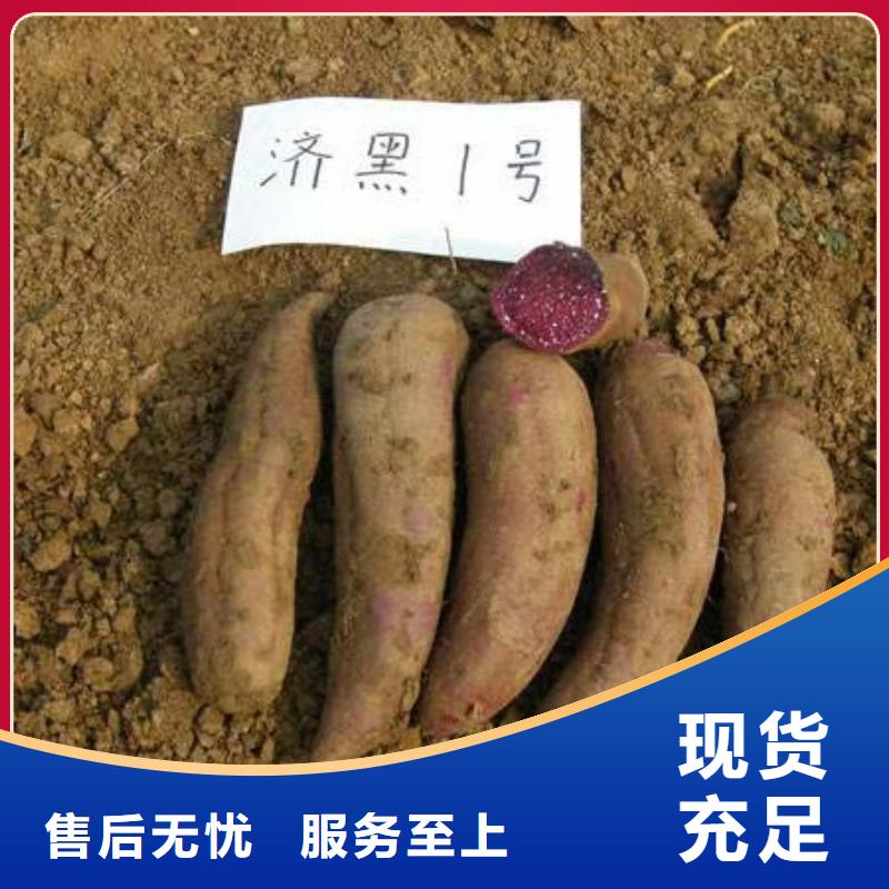 【紫薯苗】胡蘿卜粉源頭廠家供應