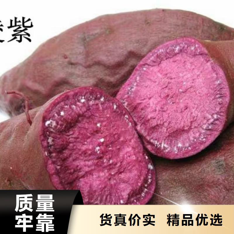 紫薯苗【紫薯粉】源頭廠家