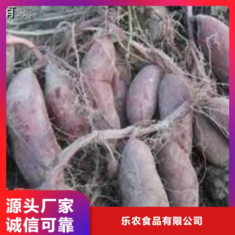 【紫薯苗】羽衣甘藍粉現貨齊全售后無憂
