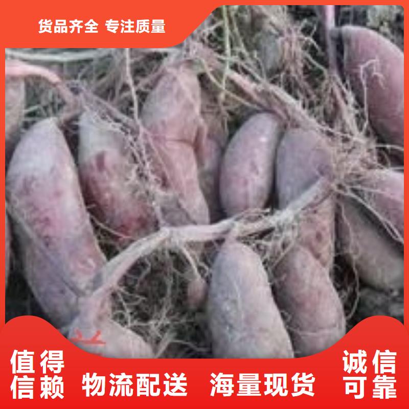 紫薯苗羽衣甘藍粉保質保量