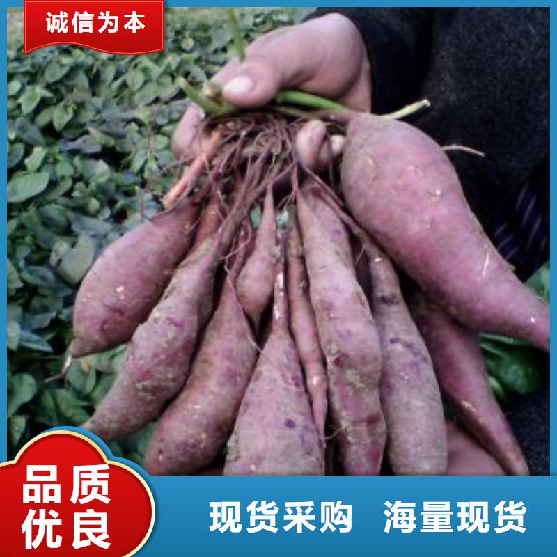 【紫薯苗紫薯粉信譽有保證】