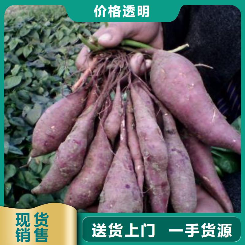 紫薯苗,羽衣甘藍(lán)粉講信譽保質(zhì)量