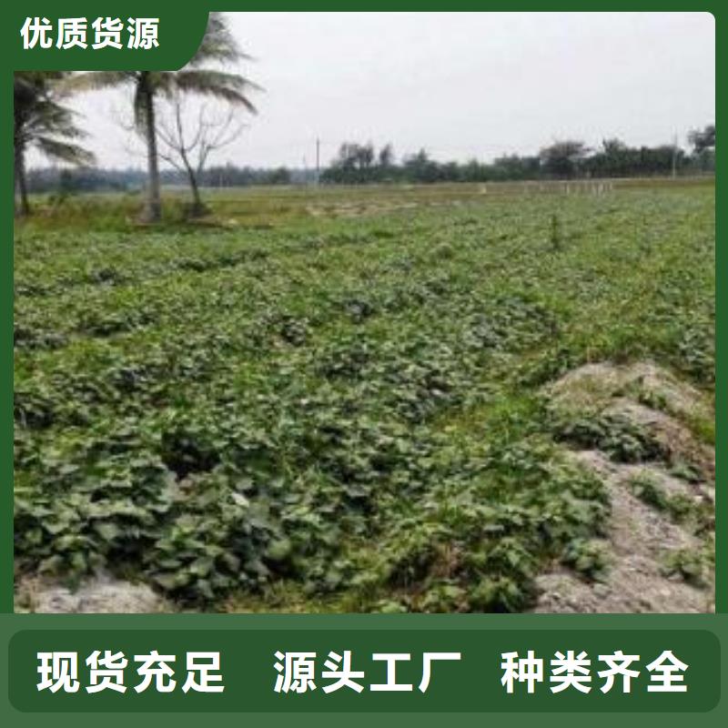 紫薯苗,羽衣甘藍粉講信譽保質量