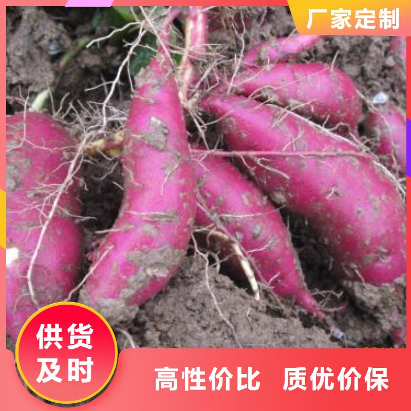 紫薯苗【紫薯雪花片】規(guī)格齊全實(shí)力廠家