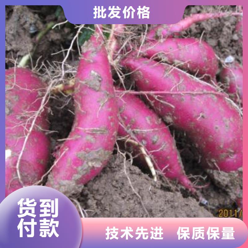 紫薯苗,羽衣甘藍(lán)粉廠家直銷大量現(xiàn)貨
