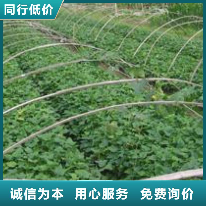 【紫薯苗】羽衣甘藍粉現貨齊全售后無憂