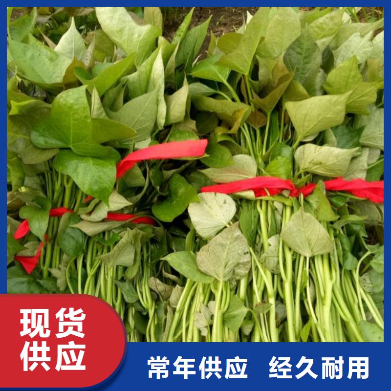 紫薯苗【紫薯雪花片】規(guī)格齊全實(shí)力廠家