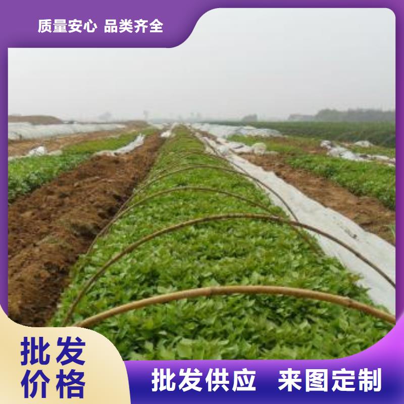 紫薯苗南瓜丁廠家實力工廠