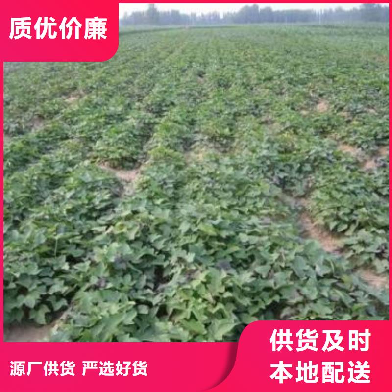 紫薯苗紅薯粉多種優勢放心選擇